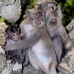 monkey_macaque_balinese_mf_ubud_v_0135_bal0135.jpg